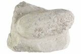 Eocene Fossil Crocodile Egg - Bouxwiller, France #366875-1